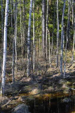 Bir bataklık görüntüsü