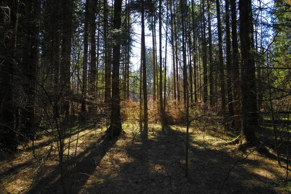 Landschap Met Afbeelding Van Voorjaar Bos — Stockfoto