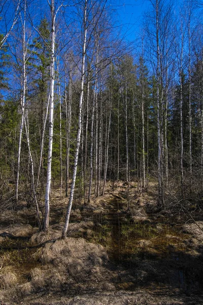 Landschap Met Afbeelding Van Voorjaar Bos — Stockfoto