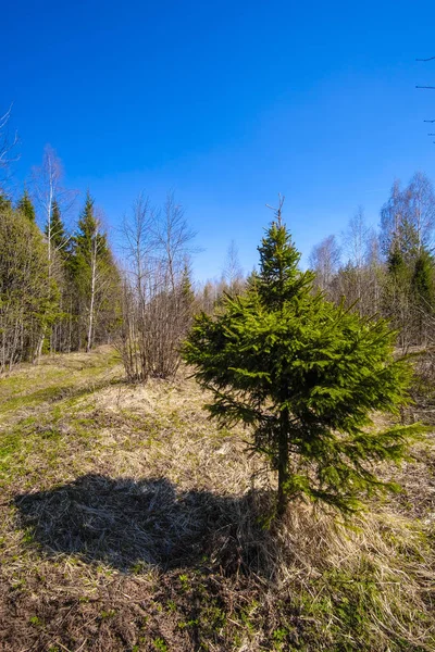Bahar Orman görüntü ile manzara