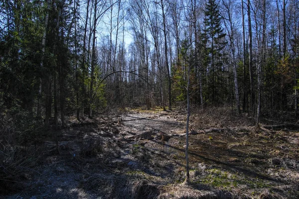 Landschap Met Afbeelding Van Voorjaar Bos — Stockfoto