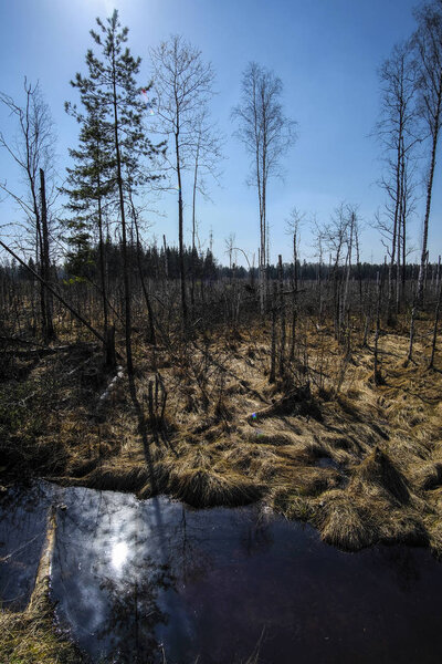 Изображение болота
