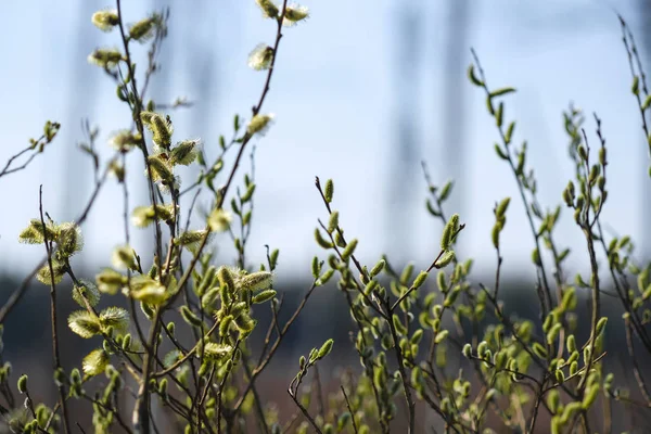 Bild Einer Weide Zweige — Stockfoto