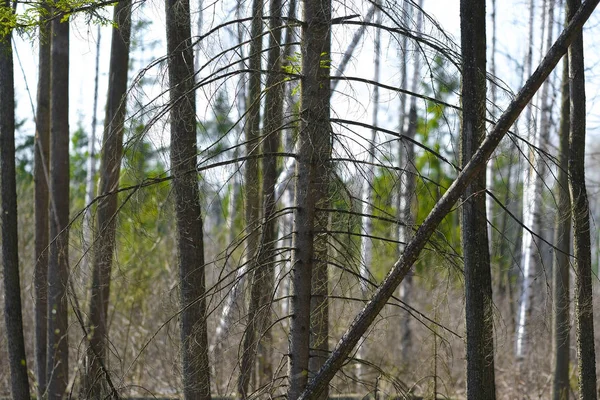 Obrázek Bog — Stock fotografie