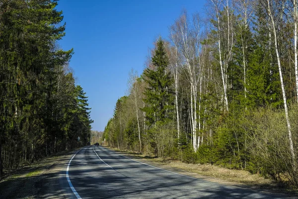 Пейзаж Зображенням Заміської Дороги Лісі — стокове фото