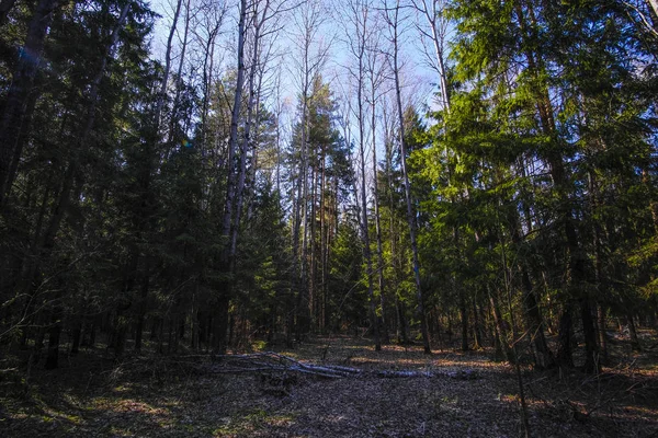 Landschaft Mit Dem Bild Des Frühlingswaldes — Stockfoto