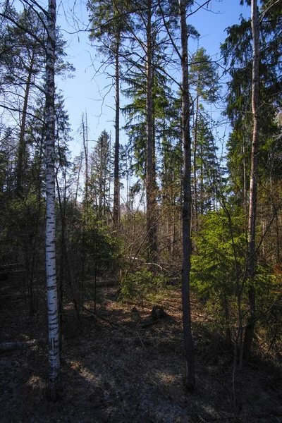 Landschap Met Afbeelding Van Voorjaar Bos — Stockfoto