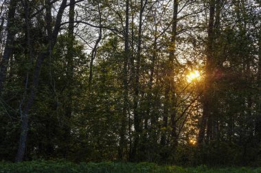 ağaç dalları ile Valdai gölü üzerinde gün batımı görüntü