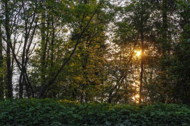 ağaç dalları ile Valdai gölü üzerinde gün batımı görüntü