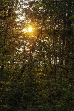 ağaç dalları ile Valdai gölü üzerinde gün batımı görüntü