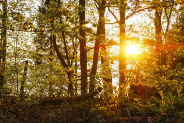 ağaç dalları ile Valdai gölü üzerinde gün batımı görüntü