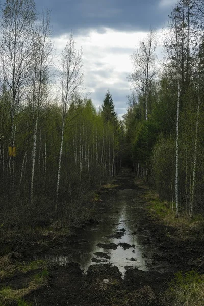 Большая Лужа Весеннем Лесу — стоковое фото