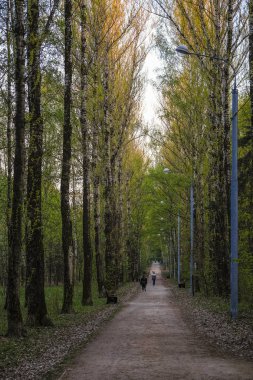 Orman görüntüsü ile peyzaj 