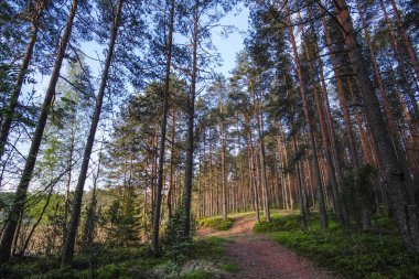 Orman görüntüsü ile peyzaj 
