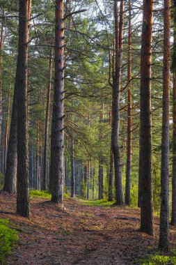 Orman görüntüsü ile peyzaj 