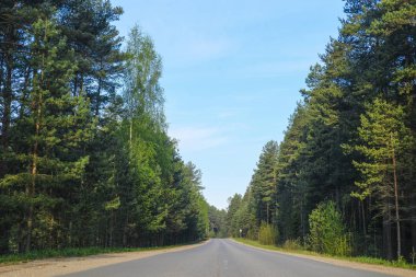 Rusya'da Seliger Gölü bölgesinde orman yolu görüntüsü ile Peyzaj