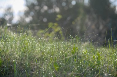 Orman görüntüsü ile peyzaj 