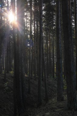 Orman görüntüsü ile peyzaj 