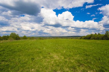 Orman görüntüsü ile peyzaj 