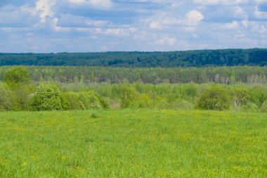 Orman görüntüsü ile peyzaj 