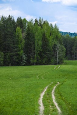 Orman görüntüsü ile peyzaj 