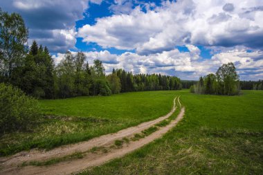 Orman görüntüsü ile peyzaj 