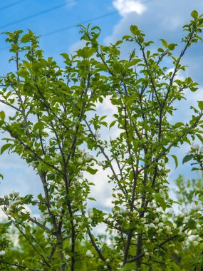 Orman görüntüsü ile peyzaj 