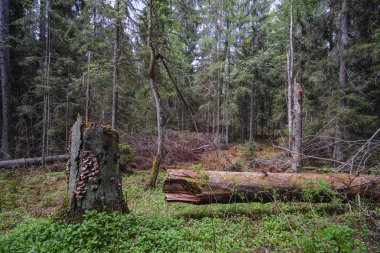 Orman görüntüsü ile peyzaj 