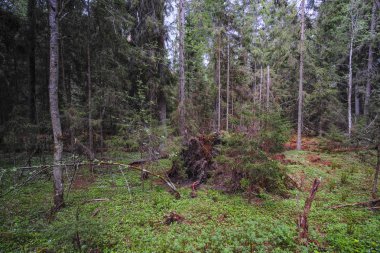 Orman görüntüsü ile peyzaj 