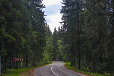 Orman görüntüsü ile peyzaj 