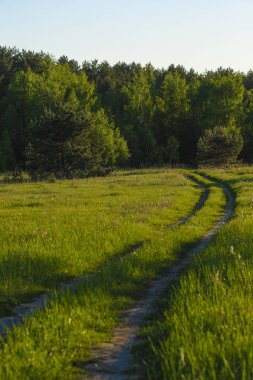 Orman görüntüsü ile peyzaj 