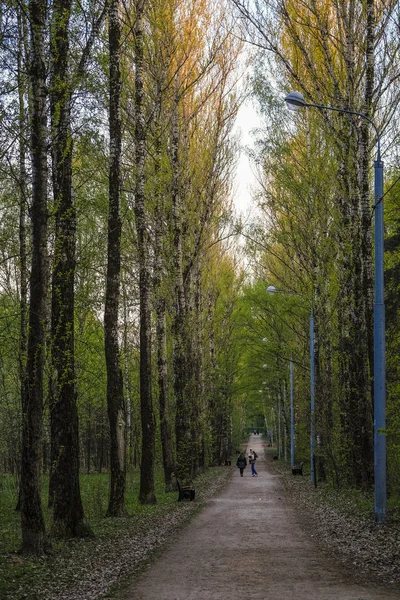 Orman Görüntüsü Ile Peyzaj — Stok fotoğraf