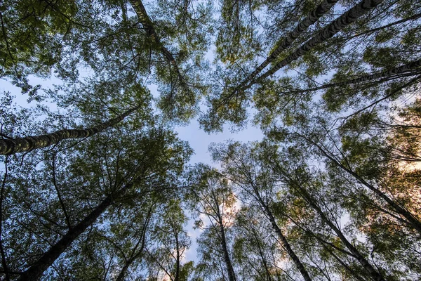 Achtergrond Met Het Beeld Van Boomtoppen Tegen Hemel — Stockfoto