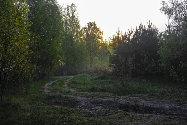 Šířku Obrazem Lesa — Stock fotografie