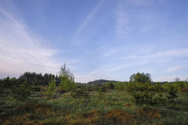 Landschap Met Het Beeld Van Bos — Stockfoto