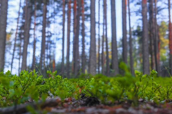 Landschap Met Het Beeld Van Bos — Stockfoto