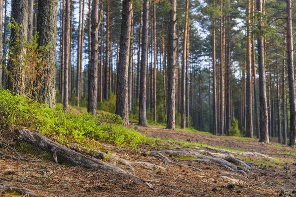 Landschap Met Het Beeld Van Bos — Stockfoto