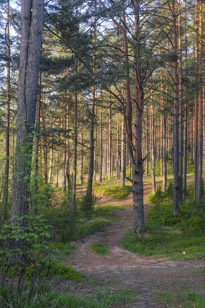 Paesaggio Con Immagine Della Strada Forestale Sulla Regione Del Lago — Foto Stock