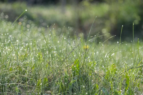 Landschap Met Het Beeld Van Bos — Stockfoto