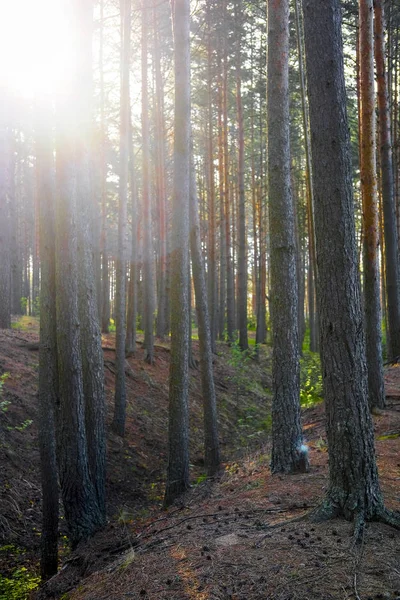 Landschaft Mit Dem Bild Des Waldes — Stockfoto