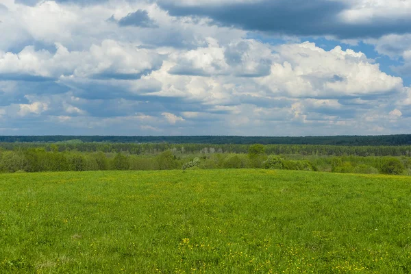 Landschap Met Het Beeld Van Bos — Stockfoto