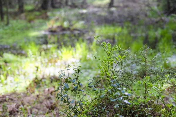 Landschap Met Het Beeld Van Bos — Stockfoto