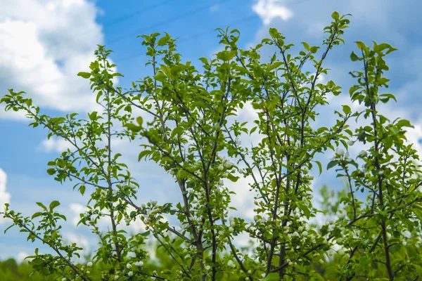 Paisagem Com Imagem Floresta — Fotografia de Stock