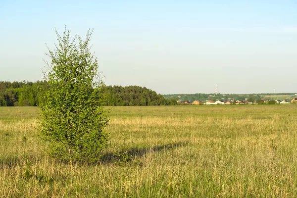 Landschap Met Het Beeld Van Bos — Stockfoto