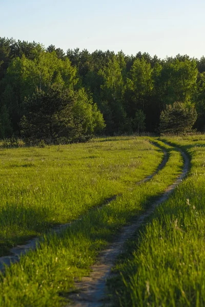 Landschap Met Het Beeld Van Bos — Stockfoto