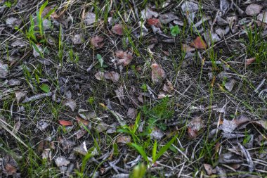 bir bahar çim görüntü