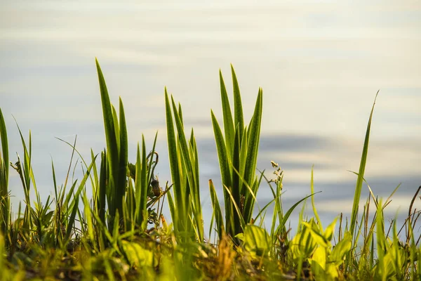 Afbeelding Van Een Groene Plant — Stockfoto