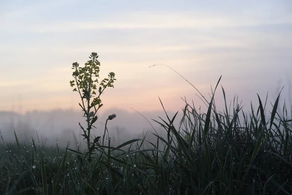 Afbeelding Van Dauw Het Gras Bij Zonsopgang — Stockfoto