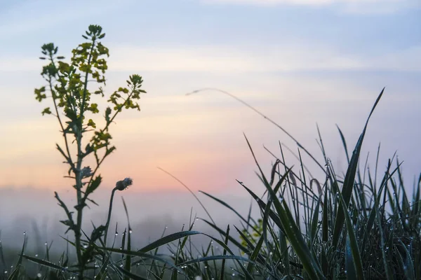 Afbeelding Van Dauw Het Gras Bij Zonsopgang — Stockfoto