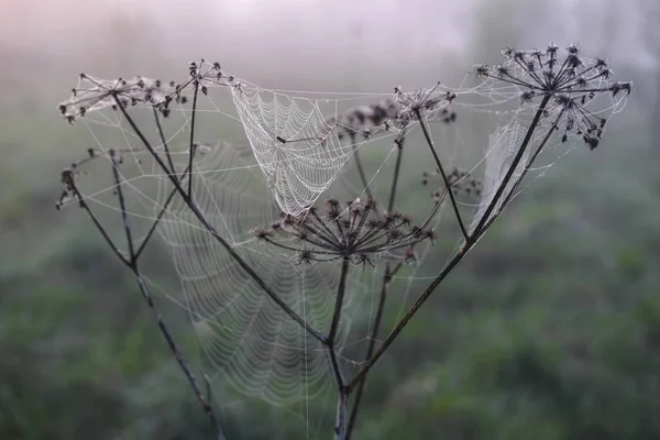干植物上的蜘蛛网图像 — 图库照片